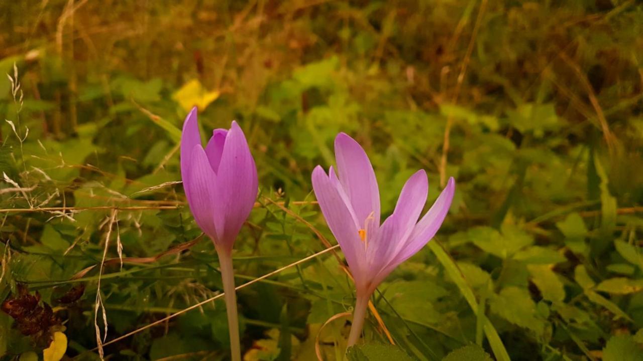 Apartmany Petronela Makov Dış mekan fotoğraf